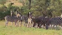 Zebra Herd On The Move