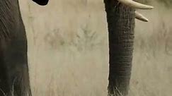 African Bush Elephant - One Minute Wildlife Documentary #shorts #wildlife