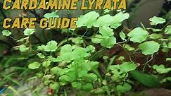 Cardamine Lyrata : Care Guide/Plant review