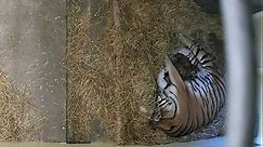 Pair of endangered tiger cubs born to doting mom at Cleveland Zoo