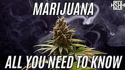 Marijuana: All Facts And Numbers