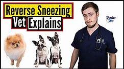 Why Is Your Dog Reverse Sneezing? And What Can You Do About It? | Vet Explains