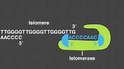 Telomere Replication