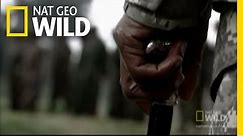 Gorillas at Risk in the Congo | Nat Geo Wild