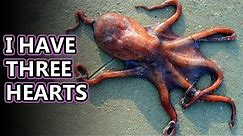 Octopus facts: what is an octopus? | Animal Fact Files