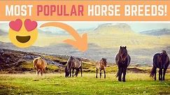 TOP 10 Most Popular Horse Breeds on DiscoverTheHorse!