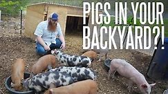 What You Need To Raise Pigs!