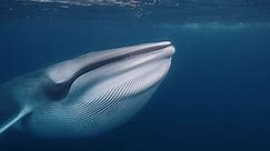 The fin whale encounter