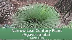 Narrow Leaf Century Plant (Agave striata) - Care Tips