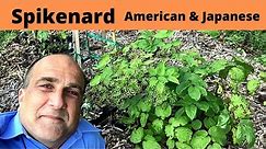 Spikenard plant – American (Aralia racemosa) and Japanese (Aralia cordata)