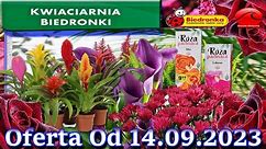 Biedronka | Kwiaciarnia Biedronki Nowa Oferta Od 14.09.2023 | Kwiatowe Inspiracje Biedronki