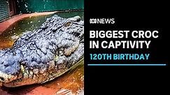 World's largest crocodile in captivity celebrates his 120th birthday... we think | ABC News