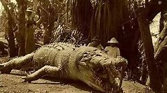 Krys “The Savannah King” (28 Foot Crocodile?)