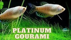 Platinum Gourami: A Beautiful and Hardy Fish (Trichopodus trichopterus.)