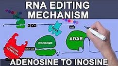 Mechanism of RNA Editing | Site Specific Deamination