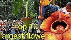 Largest Flowers in the world. TOP 10