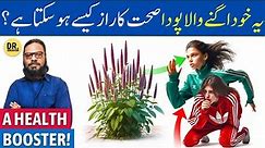 'Chirchita Puthkanda' Ke Fayde/Istemal | Prickly Chaff Flower Benefits | Dr. Ibrahim