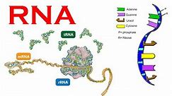 RNA structure and synthesis and types
