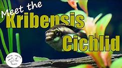 Meet the Kribensis Cichlid | Species Profile
