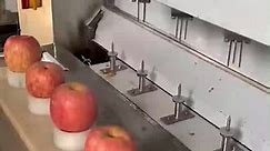 Check out how apples are peeled in a factory!