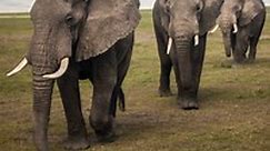 How Big Was the Largest Elephant Ever Recorded? - LargestandBiggest.com