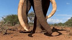 'Towering' Super Tusker Elephant Gives Photographer and Son a Memorable Encounter