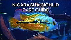 Nicaraguan Cichlid | Nicaragua Cichid Care Guide | Hypsophrys Nicaraguensis Species | Macaw cichlid