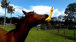 Funniest Horses 🤣 | BEST Compilation of 2023