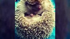 Hedgehog curled up in a ball! Super cute 😊😊😊😊