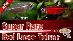 Rarest Tetra in Fish Keeping: Hemigrammus coeruleus