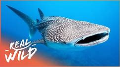 Whale Sharks: The Gentle Giants Of The Sea | The Blue Realm | Real Wild