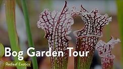 Bog Garden Tour | Sarracenia, Venus Flytraps, and More Carnivorous Plants!