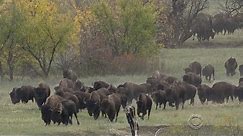 Rounding up the country's largest bison herd