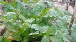 #cilantro #loveitorhateit Coriandrum sativum a major ingredients in International cuisines and one of the most polarizing herbs! People either love it or hate it. What do you think? Leave us a message in the comments and let us know if you use cilantro or would never touch the stuff! Happy Hippie Homestead | Happy Hippie Homestead