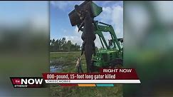 800-pound, 15-foot alligator caught in South Florida