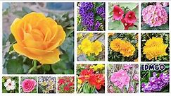 List Of Flower Names With Pictures * Types Of Flowers
