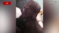 Watch this baby gorilla being hand-reared by zookeepers