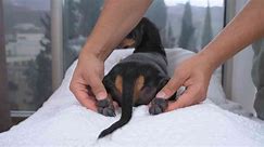 Vetting Your Vet: 7 Important Credentials to Seek in a Pet Chiropractor