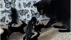 Curious Black Cat Approaches Baby Skunks