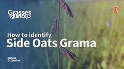 How to Identify Side Oats Grama - Grasses at a Glance