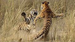 Tiger Fight Tiger vs Tiger Battles