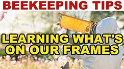 Beekeeping: How To Understand What You See On Your Frames