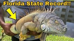 New Florida State Record iguana Caught!! How Big is He?!?