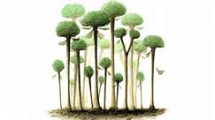 The Earliest Trees to Ever Live On Land Had a Mysterious and Self-Destructive Way of Growing