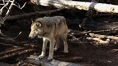 What's Going on with Wolves?