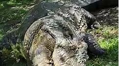 Giant Nile Crocodile at Crocworld in South Africa! #crocodiles | Wild Charles