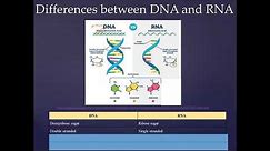 RNA structure compared to DNA