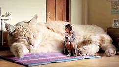 THE BIGGEST CATS In The World
