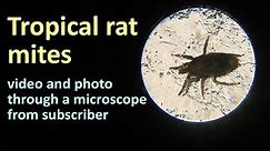 Tropical rat mites (Ornithonyssus bacoti) in the photo and video from our viewer