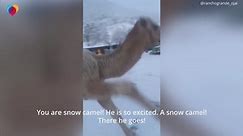 Camel jumps for joy when seeing snow for first time